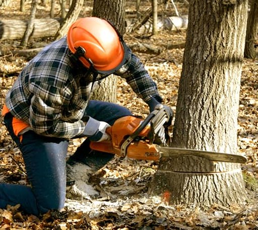 Tree Removal in Pall Mall, TN